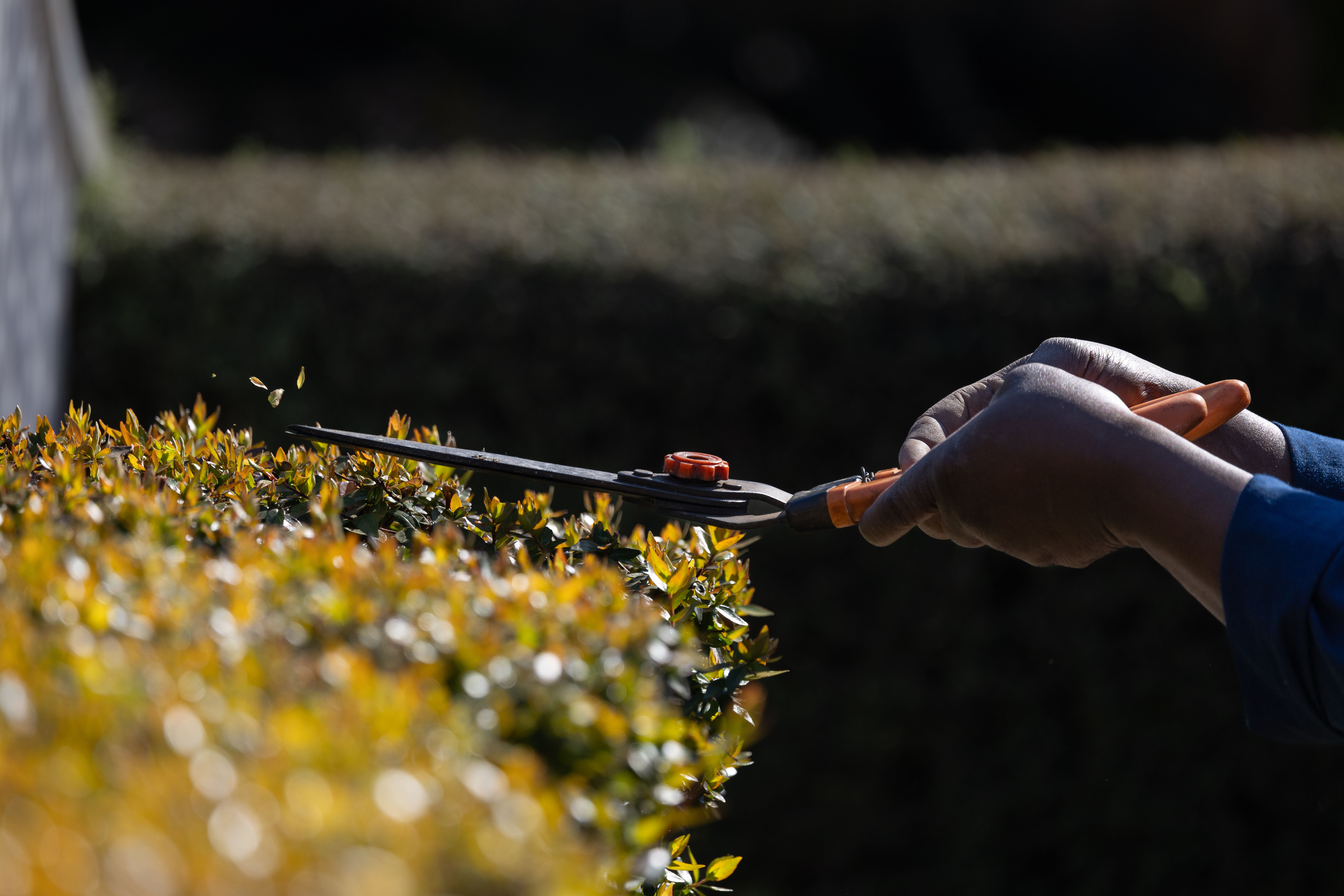 Hedge & Shrub Trimming