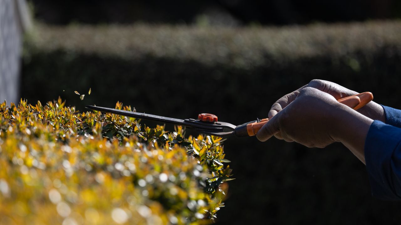 Tree & Shrub Care — Tree Services & Landscaping, Holland MI