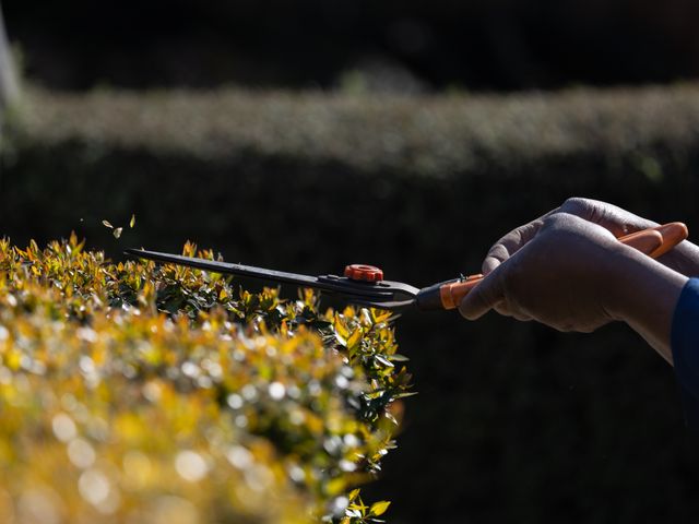 Tree & Shrub Care
