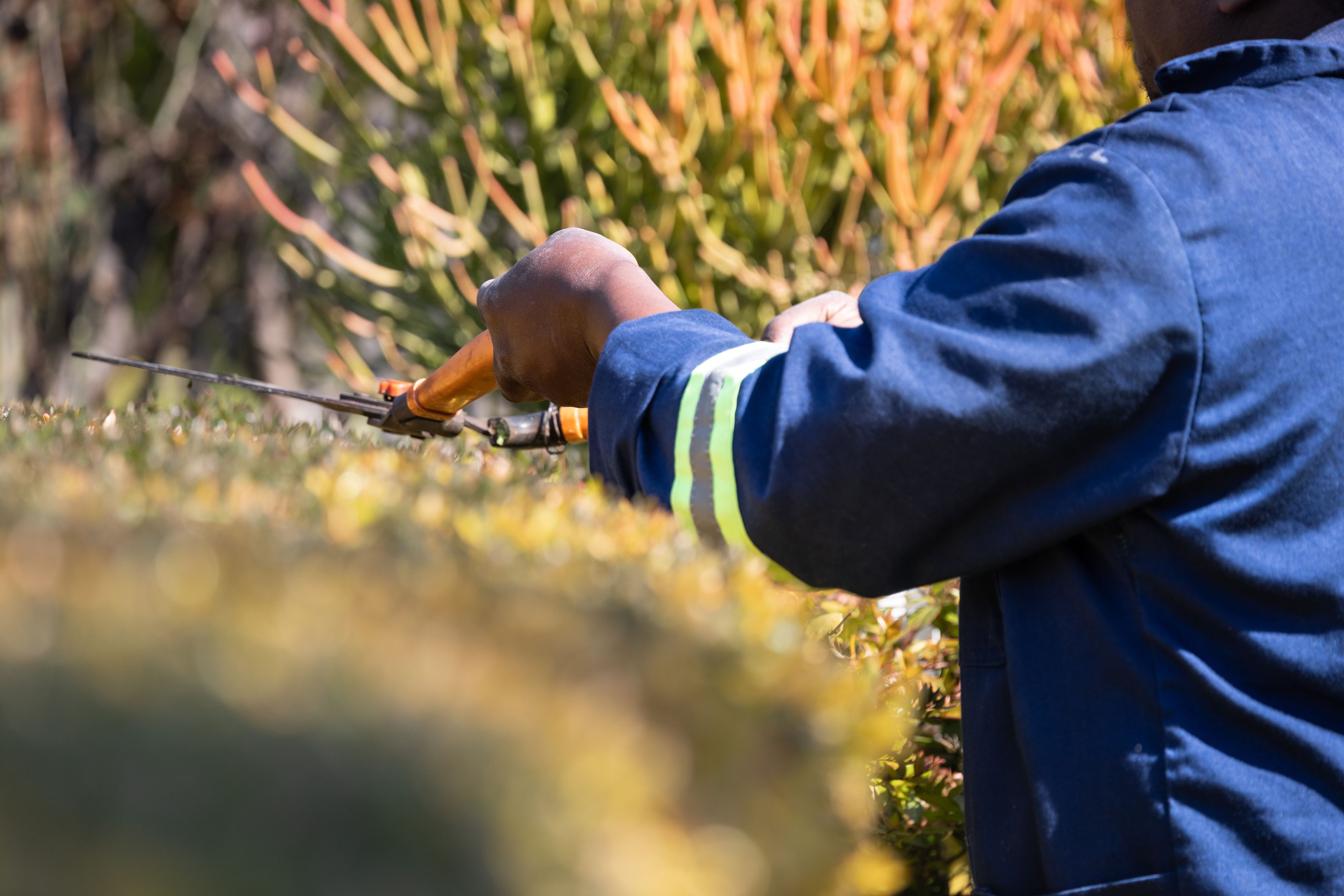 A gardener trimming a hedge by hand with shears