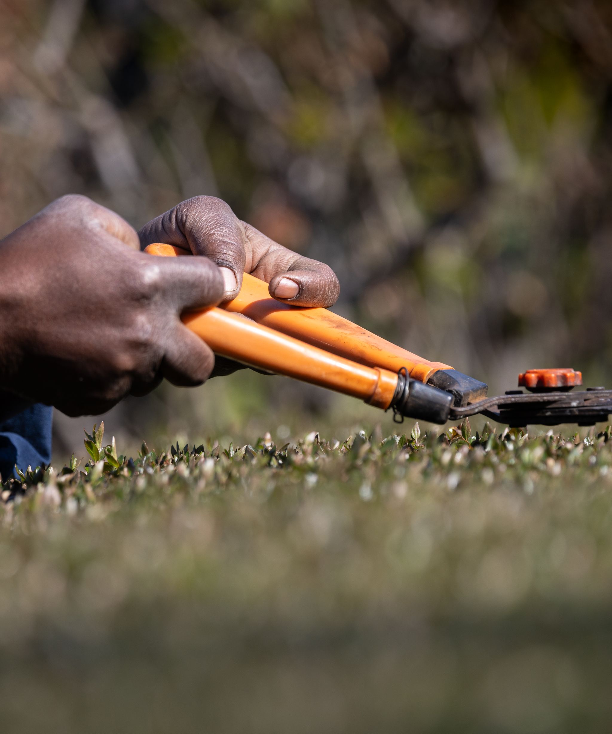 Gardener landscaping a yard