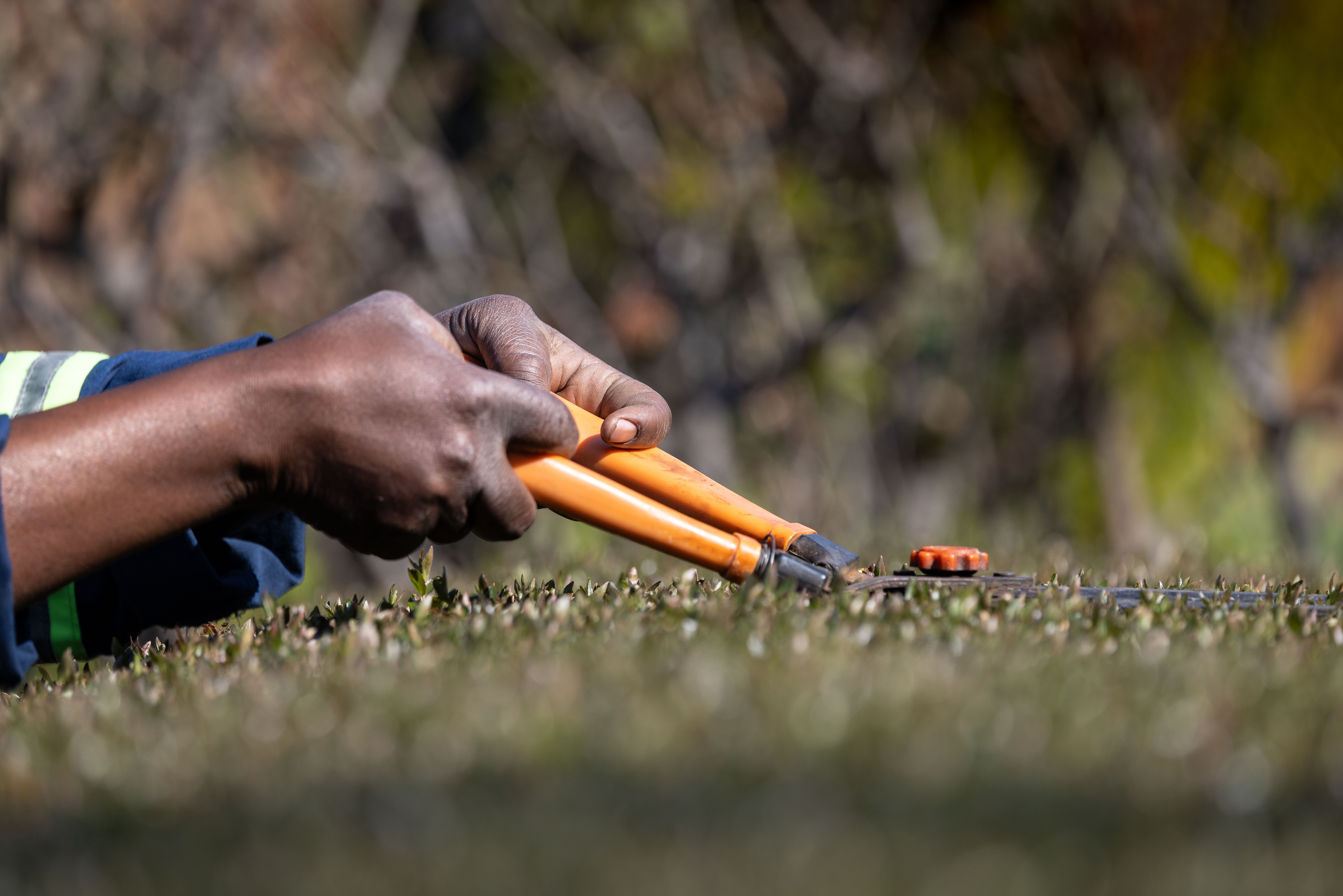 Hedge & tree trimming, Wilderness