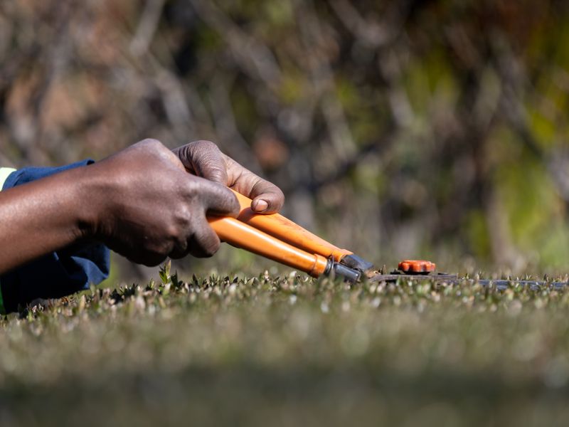 Hedge & tree trimming, Wilderness