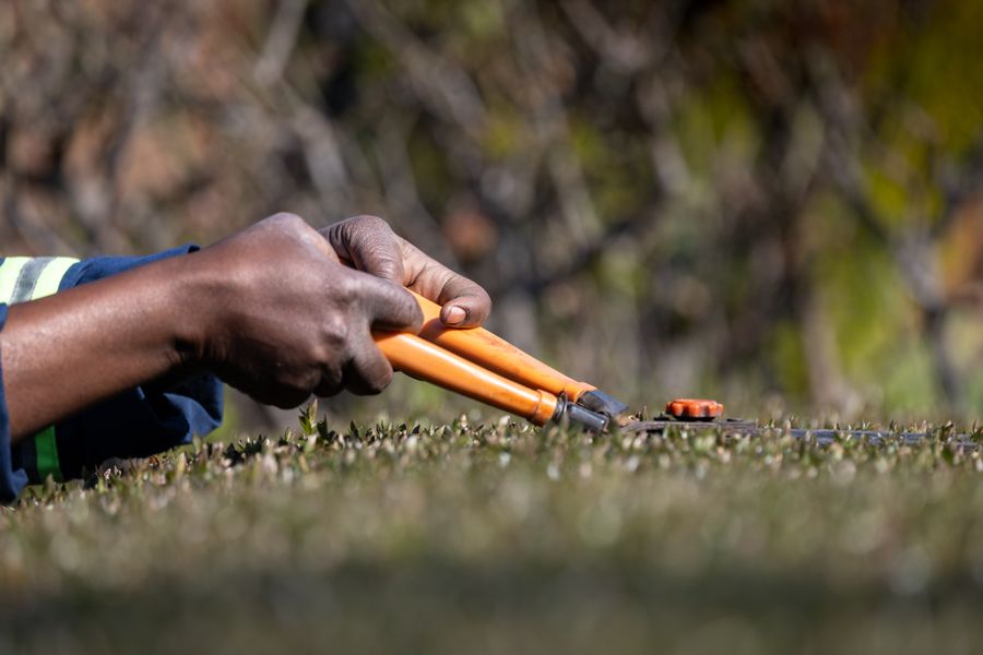 Hands trimming a dense evergreen hedge with shears