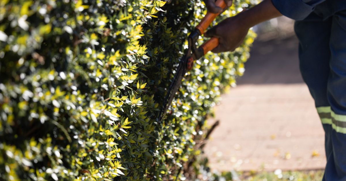 A person skillfully uses garden shears to trim a lush green hedge outdoors in sunlight.