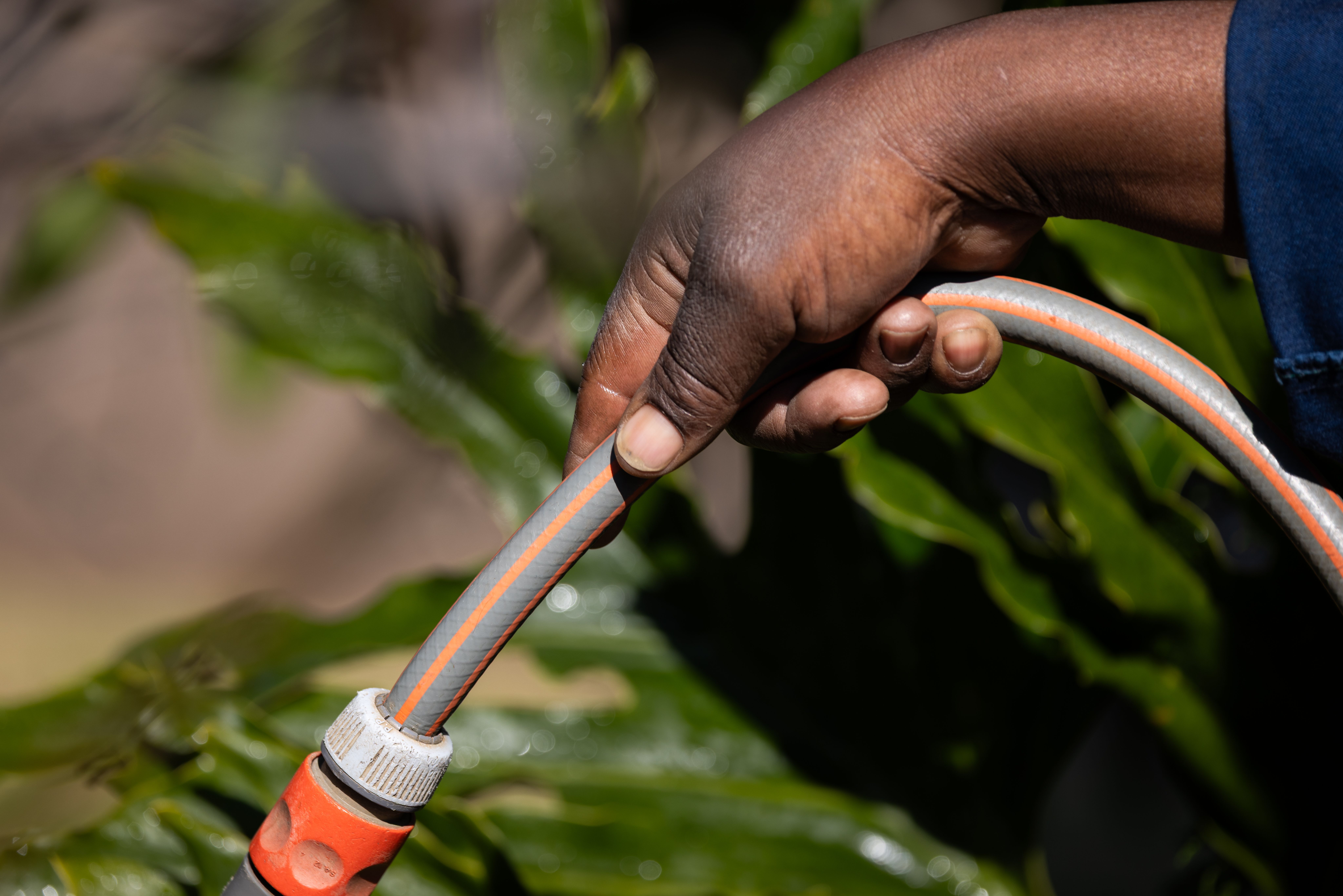 A hand of an adult holding a garden hose with plants in the background.