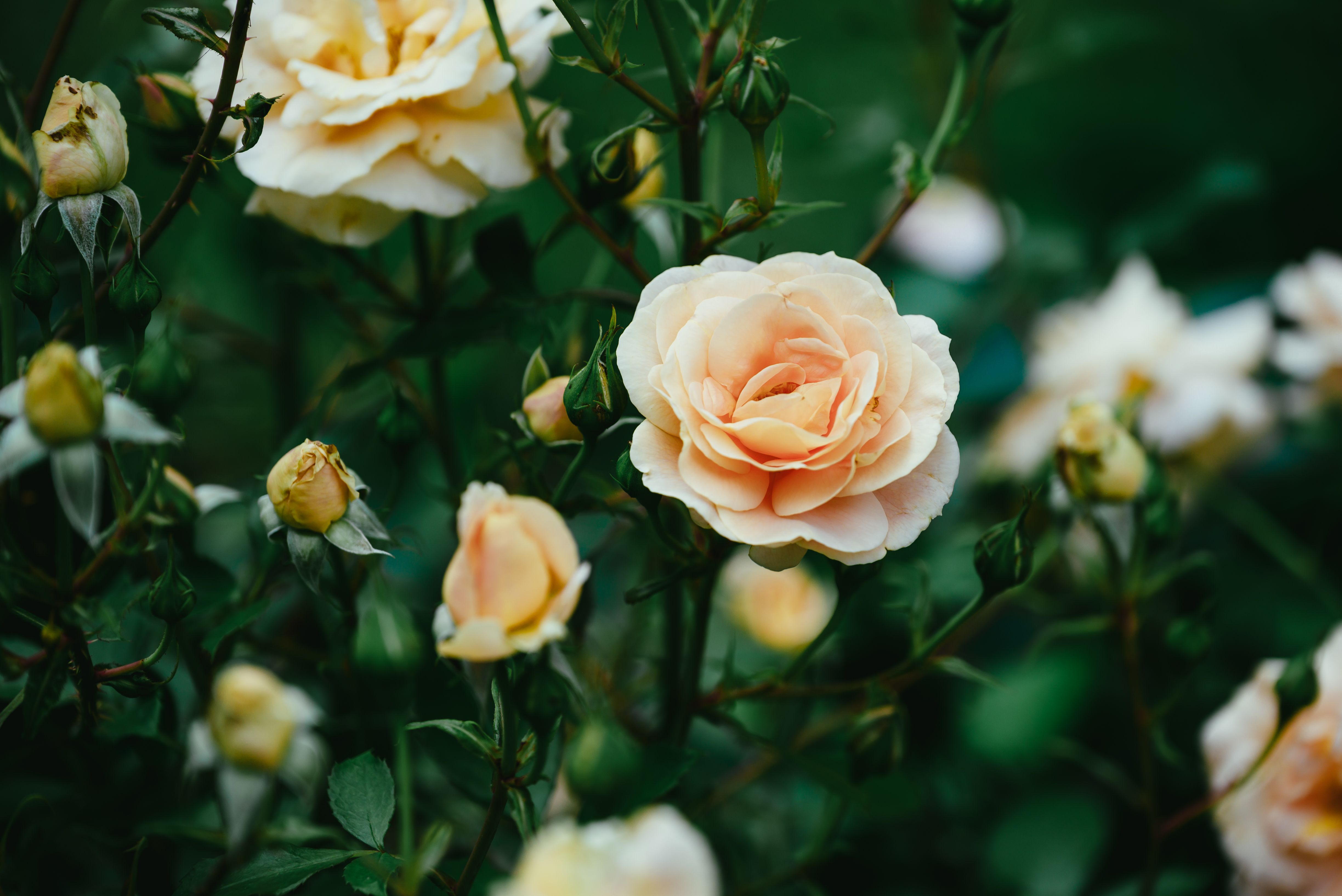 [ColoSach]-captivating-peach-rose-in-full-bloom-surrounded-by-lush-foliage,-showcasing-nature's-delicate-beauty.