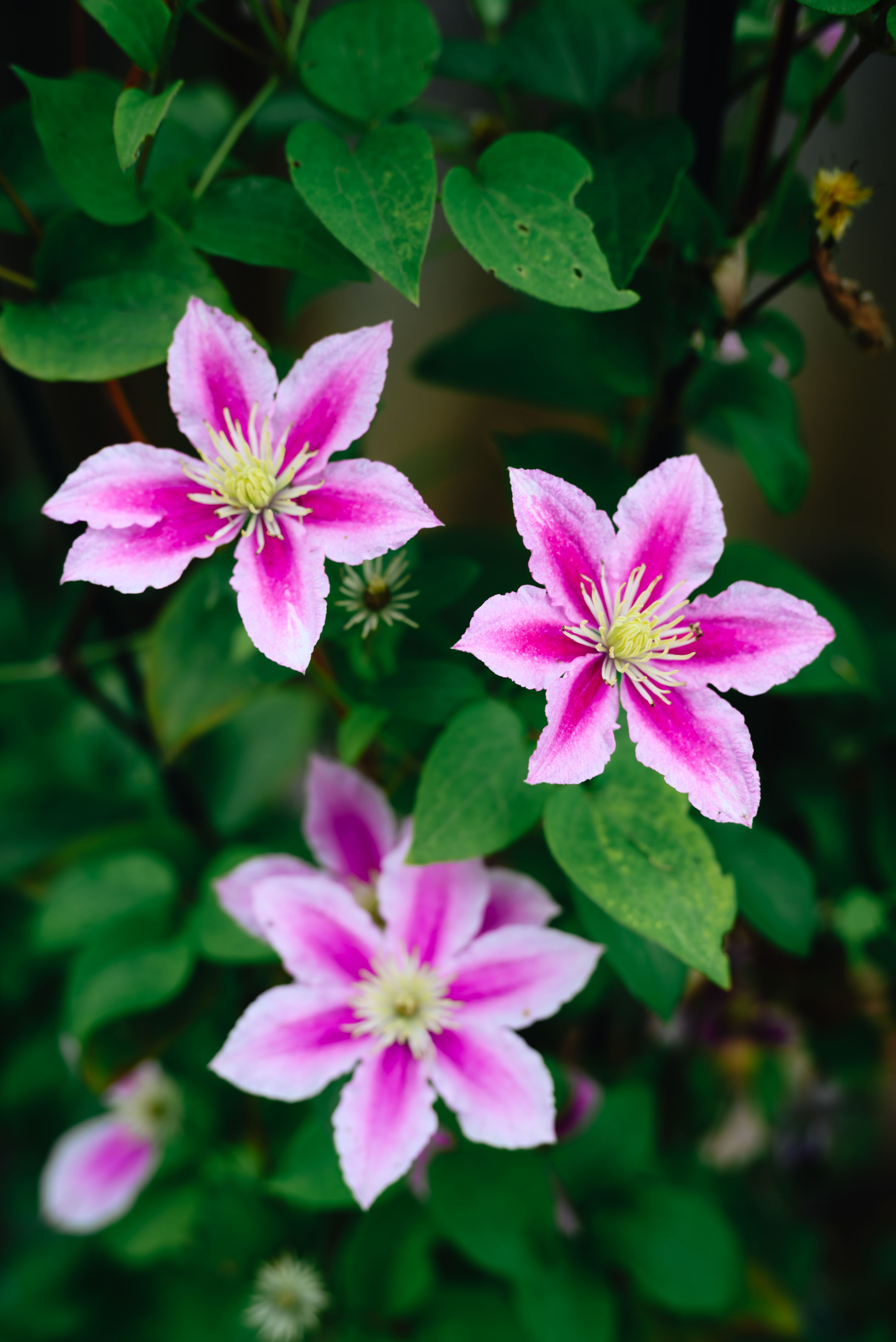 [ColoSach]-close-up-of-vibrant-pink-clematis-flowers-on-a-climbing-vine,-displaying-natural-beauty.