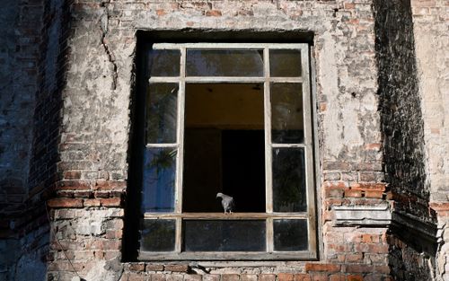Free Pigeon perched on a windowsill of a weathered brick building in Warsaw, Poland at sunrise. Stock Photo