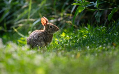 Free A wild rabbit sits in lush green grass illuminated by sunlight. Stock Photo