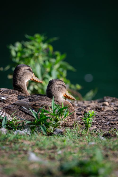 Free Two ducks relaxing by a serene pond surrounded by greenery on a sunny day. Stock Photo