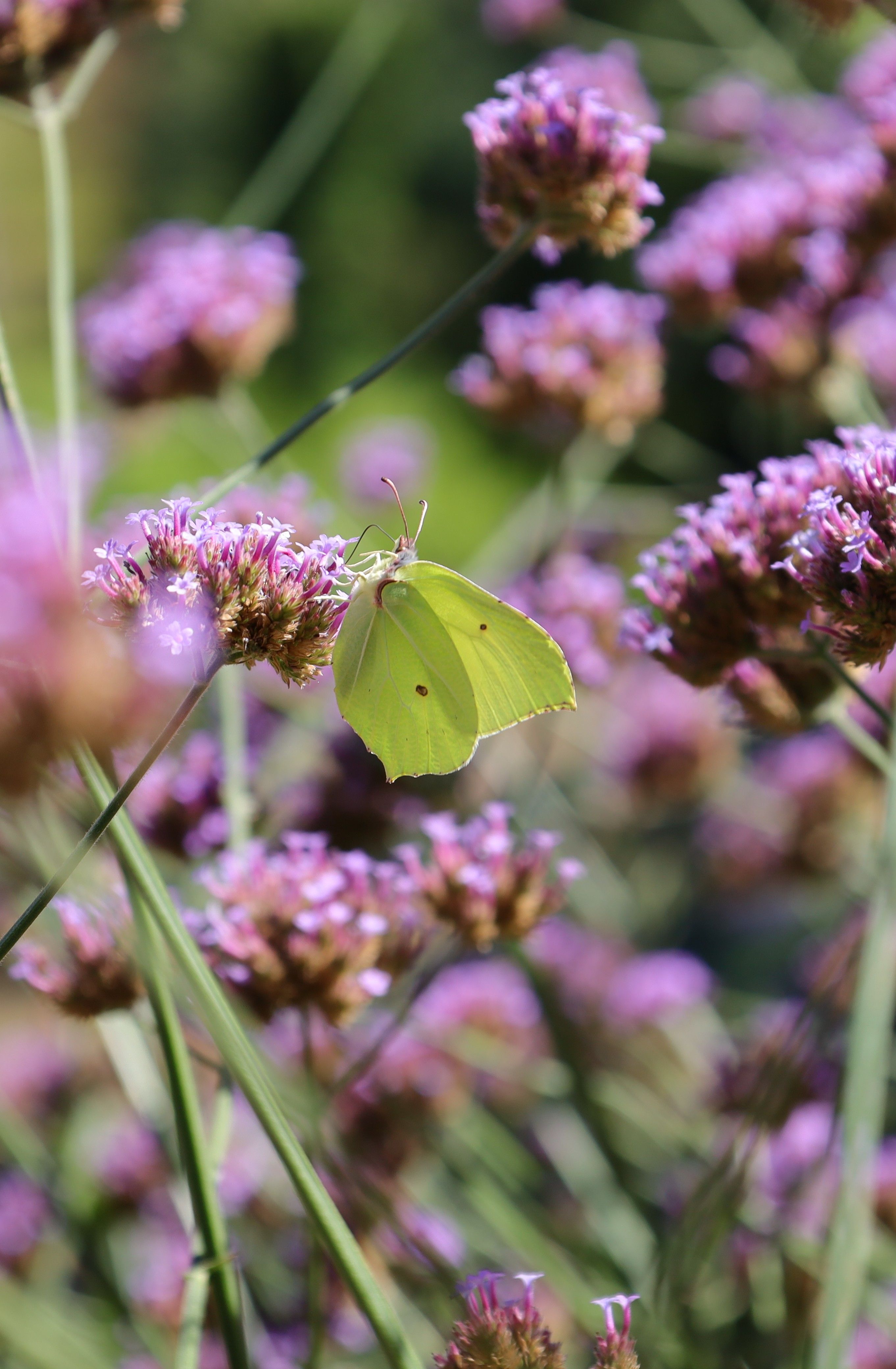 A lemon butterfly delicately perched on vibrant purple flowers in a lush garden setting.