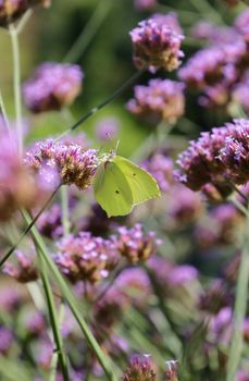 A lemon butterfly delicately perched on vibrant purple flowers in a lush garden setting.