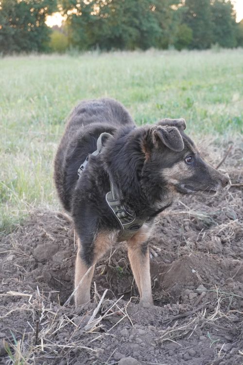 Free stock photo of active dog, black and tan dog, dog Stock Photo