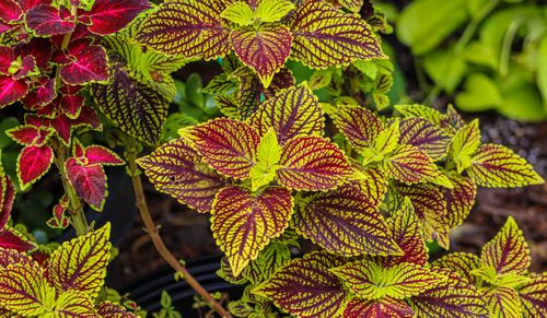 Free Brightly patterned Coleus leaves providing colorful garden foliage. Stock Photo