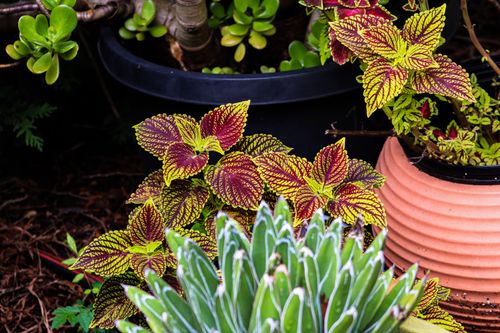 Free Colorful coleus leaves with green succulents in ceramic pots create a vibrant garden display. Stock Photo
