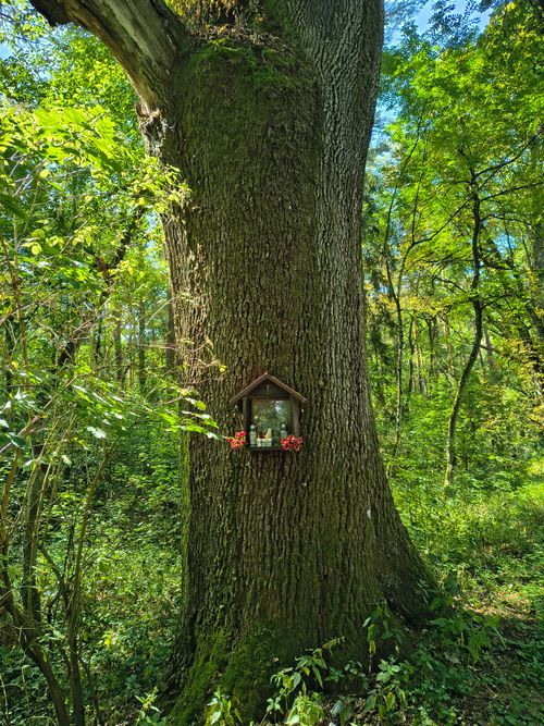 Free A beautiful oak tree in a vibrant forest featuring a small shrine with flowers on its trunk. Stock Photo