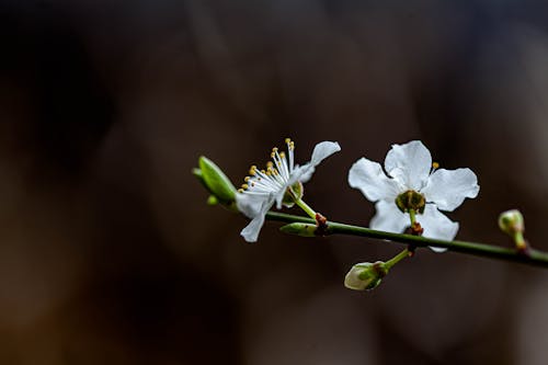 White Flower In Tilt Shift Lens