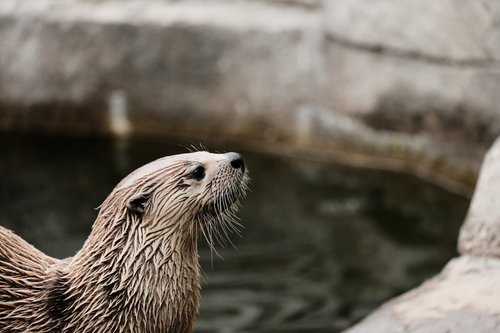 Free Eurasian otter standing by a pond. Detailed wet fur and natural setting capture. Stock Photo
