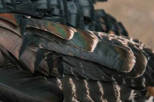 Free Detailed image showcasing the intricate patterns and colors of turkey feathers. Stock Photo