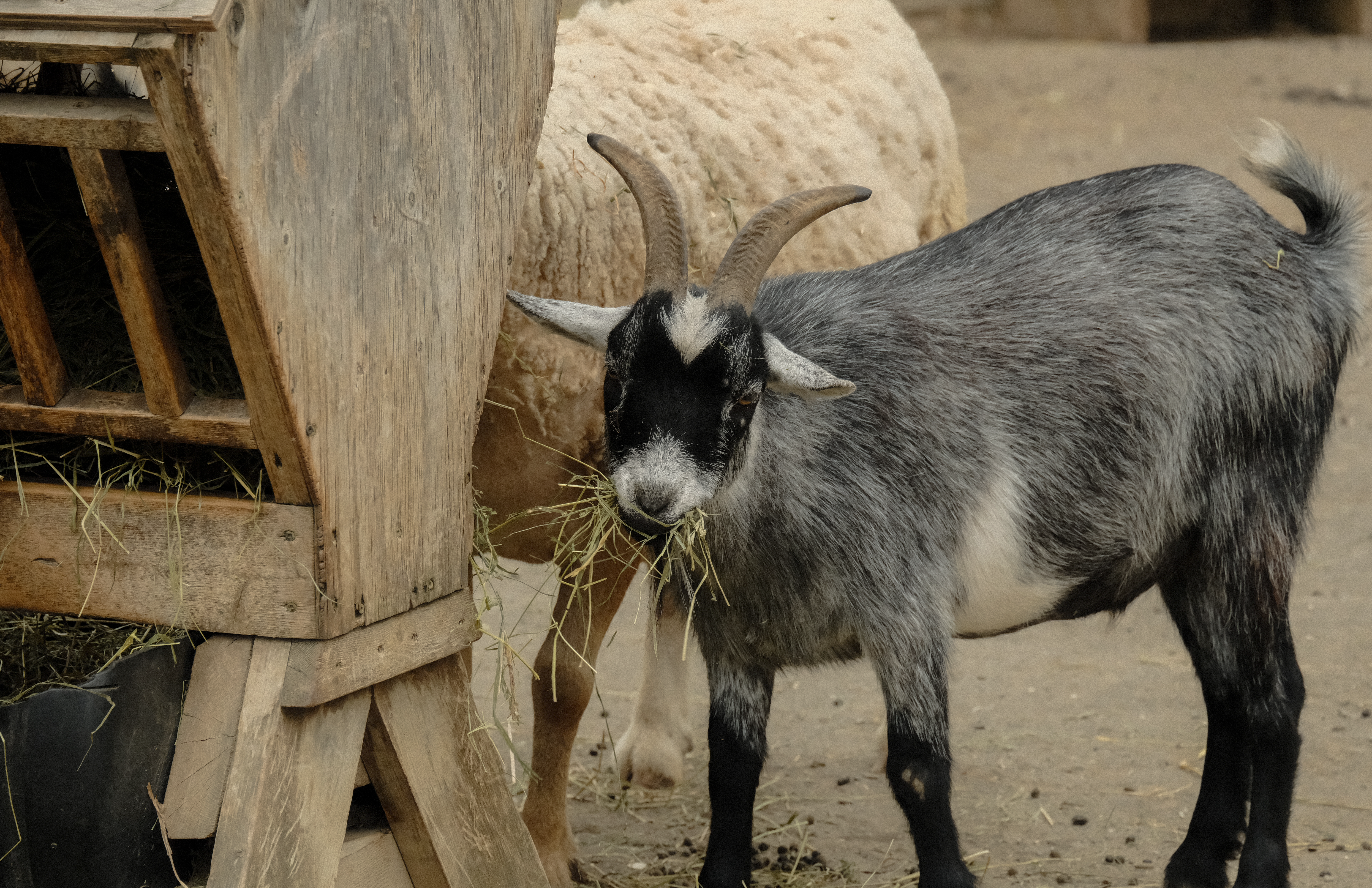Animal de estimação recebendo cuidados