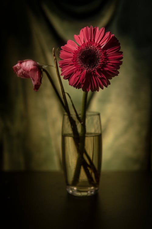 Free Pink Flower In Clear Glass Vase Stock Photo