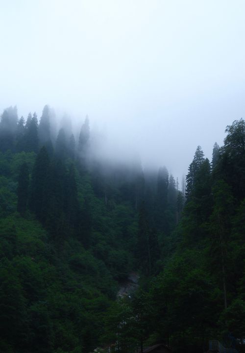 Free A serene fog-covered forest with lush greenery creating a mystical and peaceful atmosphere. Stock Photo