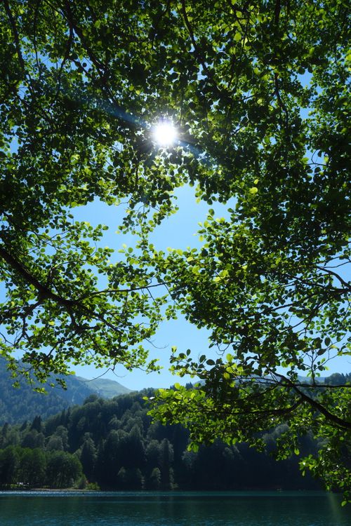 Free Captivating view of sunlight filtering through green foliage over a tranquil lake in summer. Stock Photo