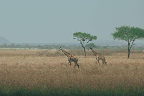 Free Majestic giraffes roam the open savanna landscape, showcasing the beauty of African wildlife. Stock Photo