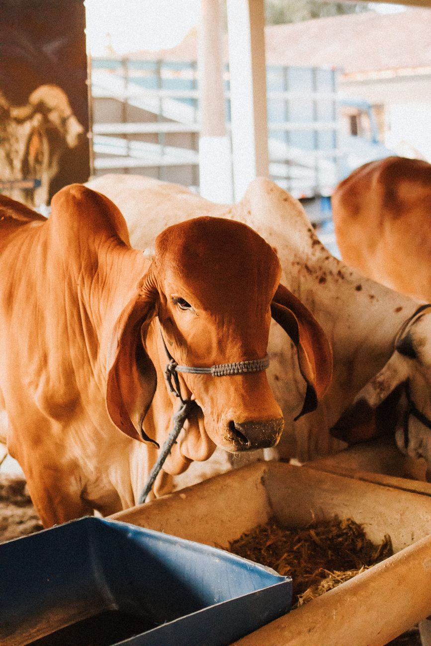 Gau Seva gaushala