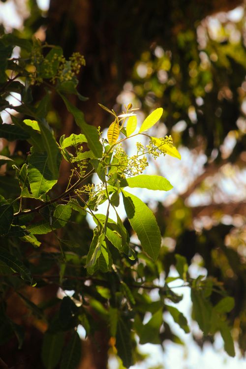 Free Lush green leaves illuminated by sunlight create a vibrant natural forest scene. Stock Photo