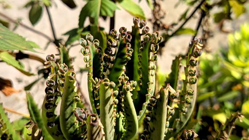 Free Detailed view of Bryophyllum daigremontianum leaves with new plantlets. Stock Photo