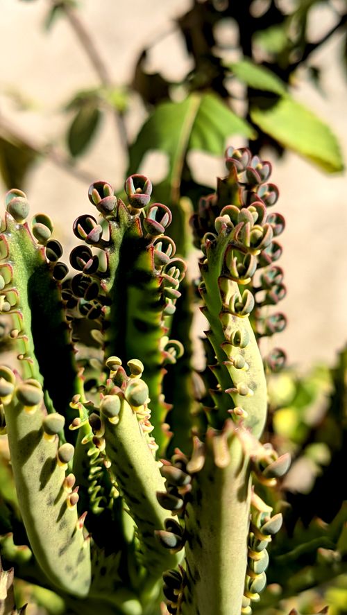 Free Macro shot of Bryophyllum succulent displaying unique leaf structures in natural sunlight. Stock Photo