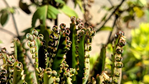 Free Detailed view of Bryophyllum daigremontianum, showcasing unique leaflets. Stock Photo