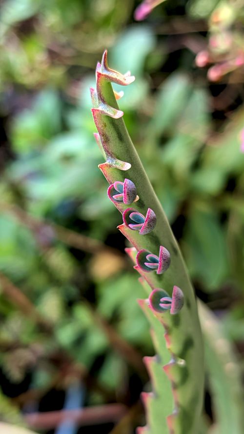 Free Macro shot of Bryophyllum Daigremontianum showcasing vibrant plantlets along leaf edge. Stock Photo