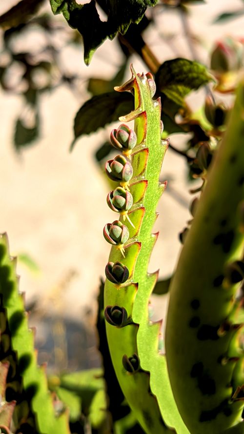 Free Macro shot of Bryophyllum daigremontianum showing plantlets on the leaves. Stock Photo