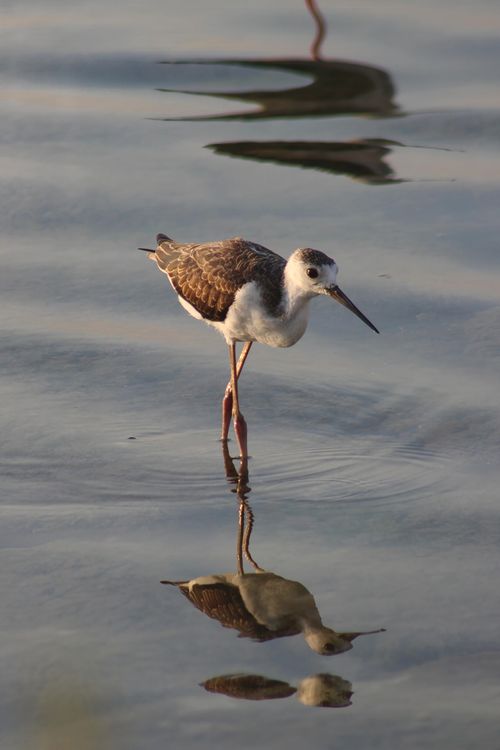 Free A black-winged stilt wading in calm waters at Calpe, Spain, reflecting beautifully. Stock Photo