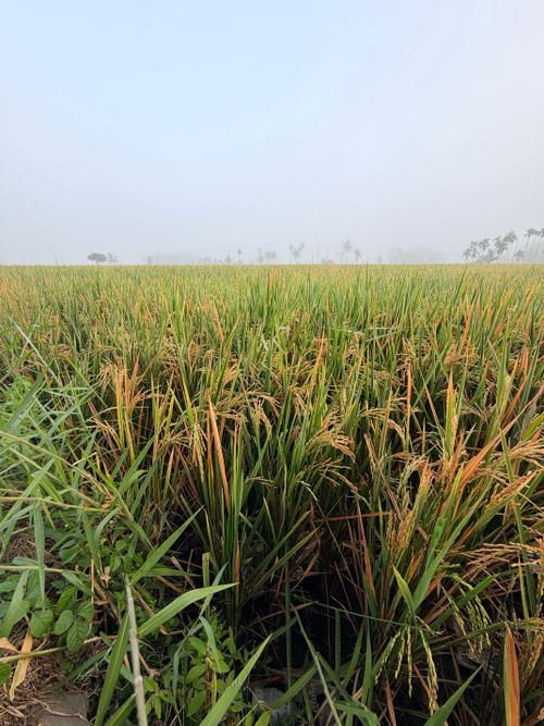 Free A serene view of green and golden rice paddies under a misty sky in Jember, Indonesia. Stock Photo