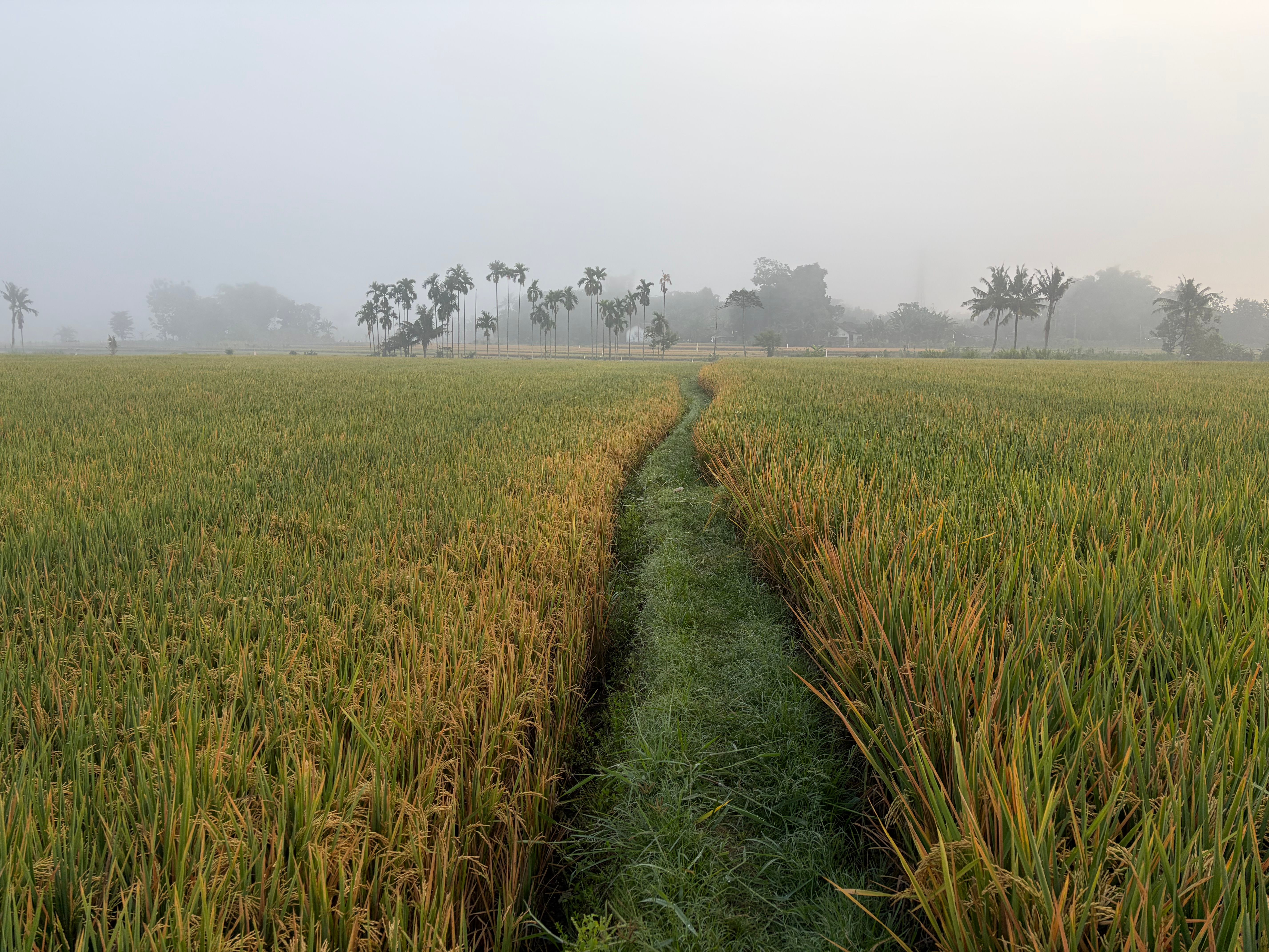 কুয়াশাচ্ছন্ন সোনালি ধানক্ষেত, ভোরের আলোয়