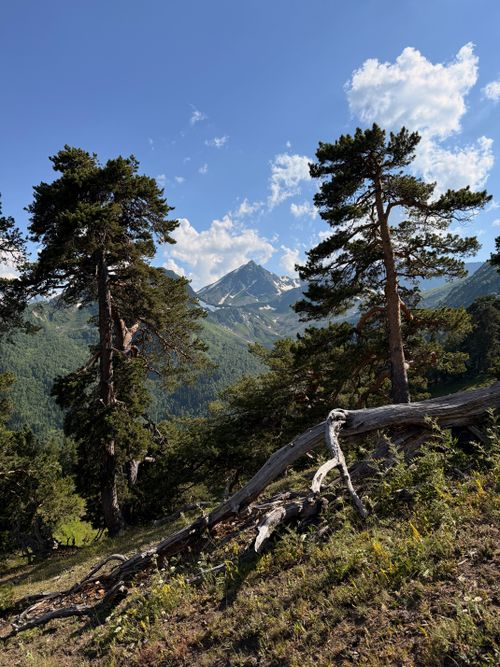 Free Scenic view of lush pine trees and distant mountain peaks under a clear blue sky. Stock Photo