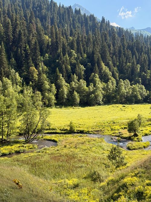 Free A lush mountain meadow with a meandering stream and dense forest, under a clear blue sky. Stock Photo