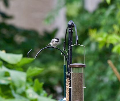 Black-capped chickadee perched on a bird feeder hook surrounded by lush greenery in a Winnipeg garden.