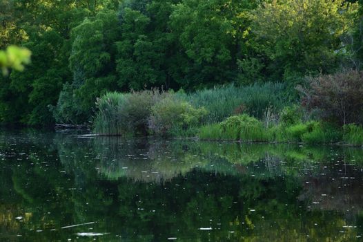 Serene summer scene with lush greenery reflecting in a calm lake.