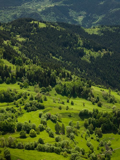 Free Aerial view of verdant forests and meadows in the Caucasus Mountains during summer. Stock Photo