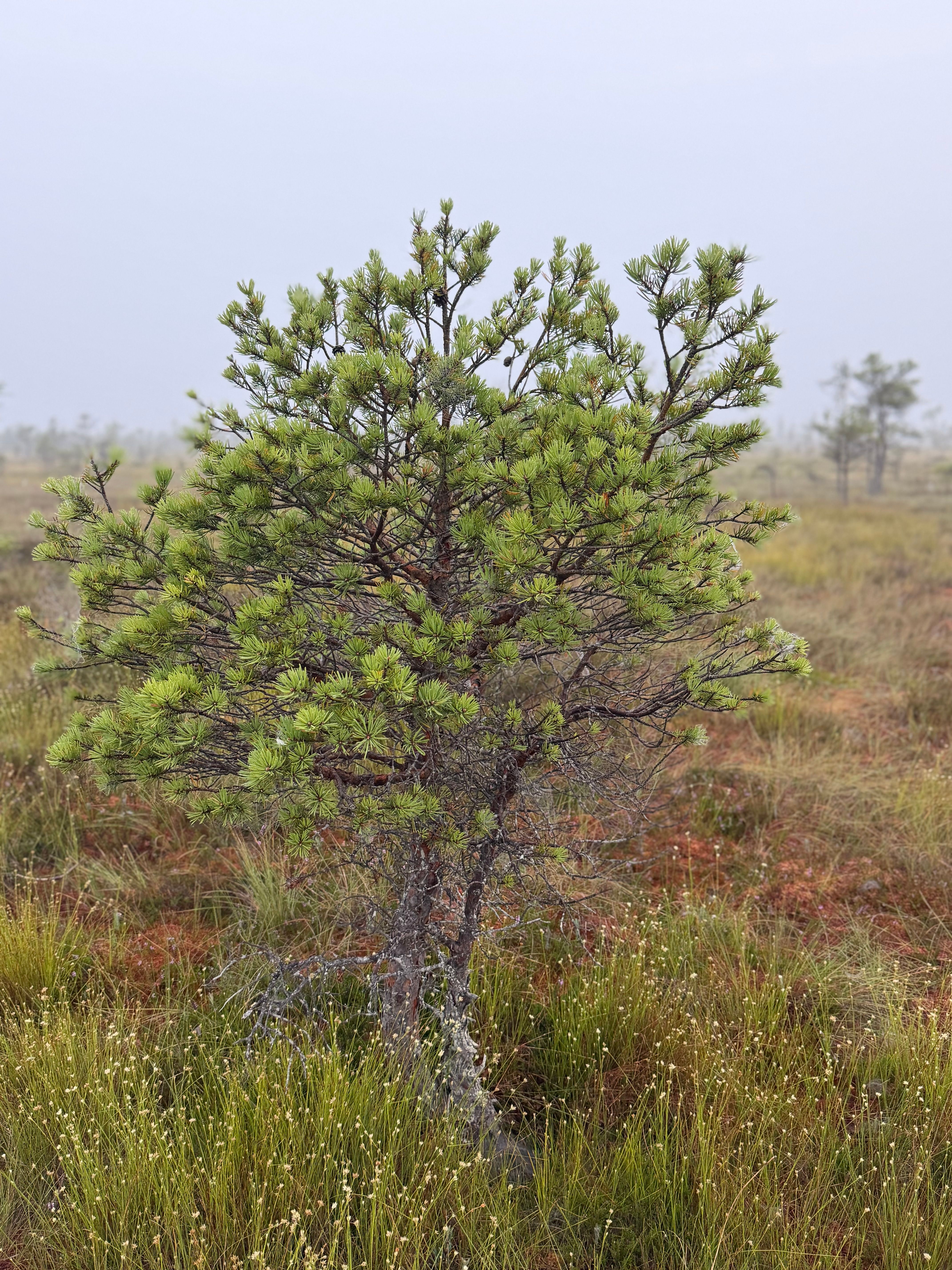 A lone pine tree stands in a misty bog landscape on a foggy day, creating a serene natural scene.