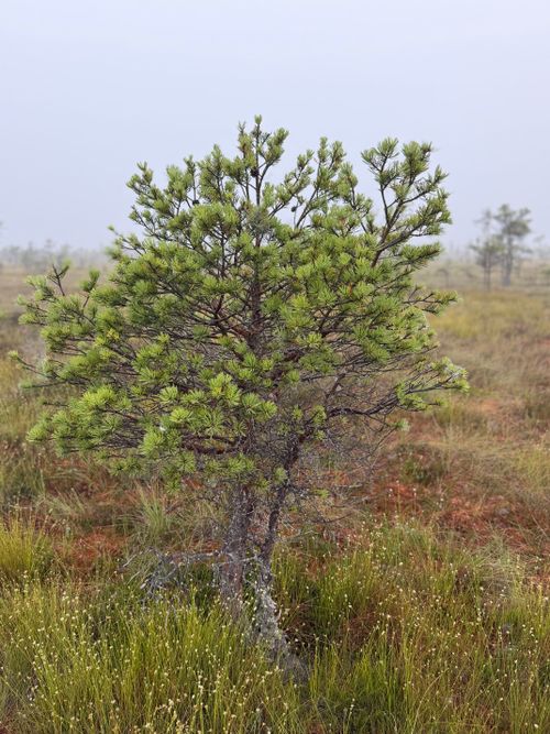 Free A lone pine tree stands in a misty bog landscape on a foggy day, creating a serene natural scene. Stock Photo