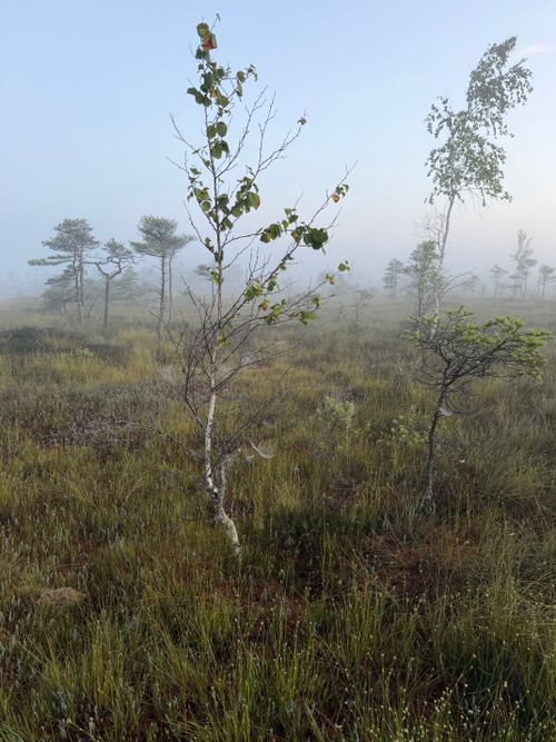 Free Serene misty morning in a lush wetland with sparse trees and grasses. Stock Photo