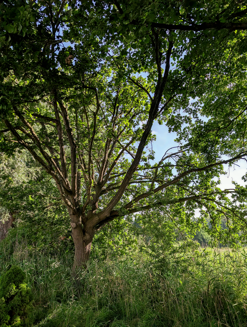 Free Vibrant green tree with sprawling branches in a sunlit grassy field, capturing nature's beauty. Stock Photo