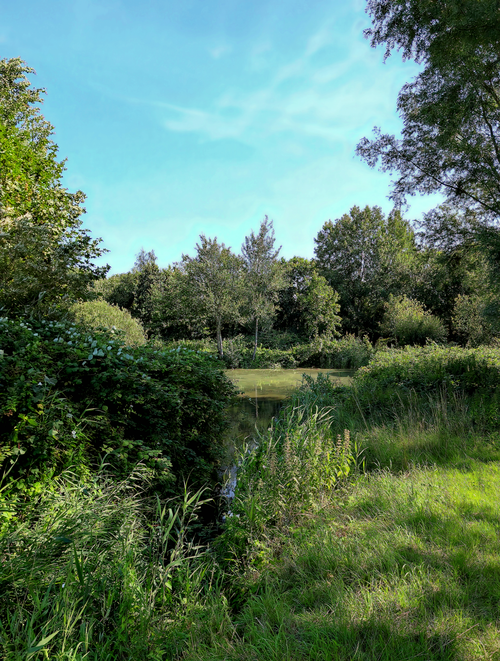 Free Peaceful summer forest with lush greenery and tranquil pond. Stock Photo