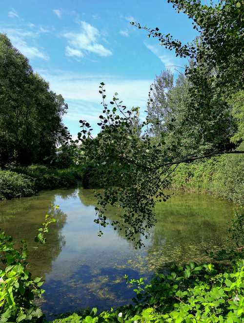 Free A peaceful river scene surrounded by lush greenery under a bright summer sky. Stock Photo